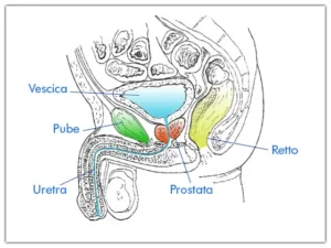Anatomia e Fisiologia della Prostata