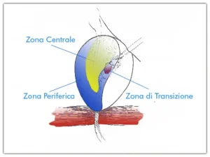 Anatomia microscopica della prostata