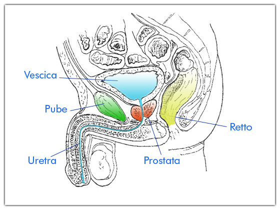 Anatomia Macroscopica