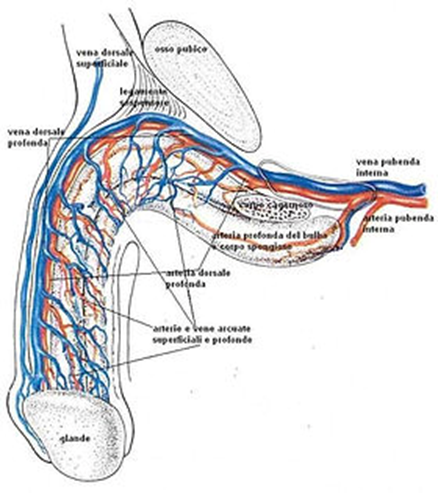 penile veins