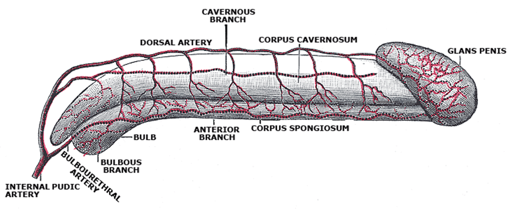 penile arteries