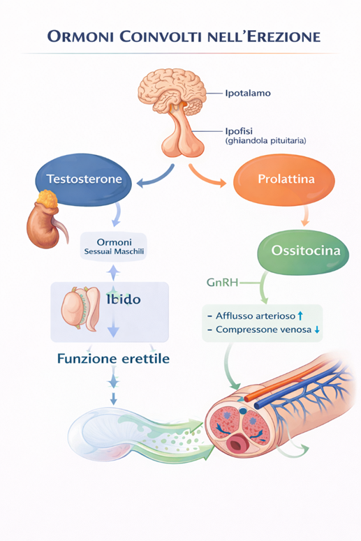 role of hormones in erection